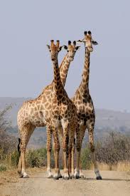 Giraff